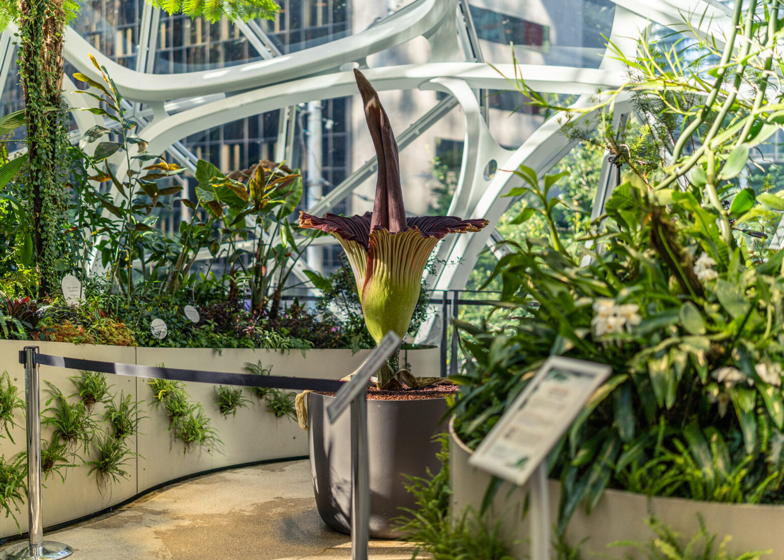 Photographing the World's Biggest (and Smelliest) Flower with the SIGMA