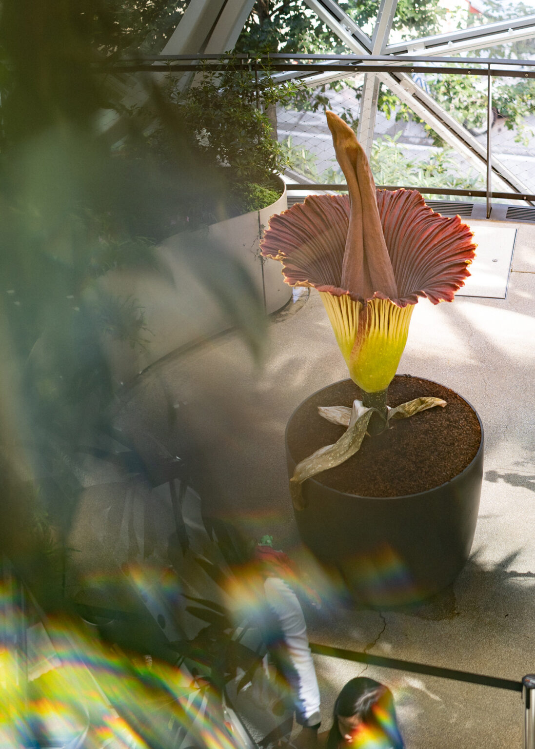 Photographing the World's Biggest (and Smelliest) Flower with the SIGMA