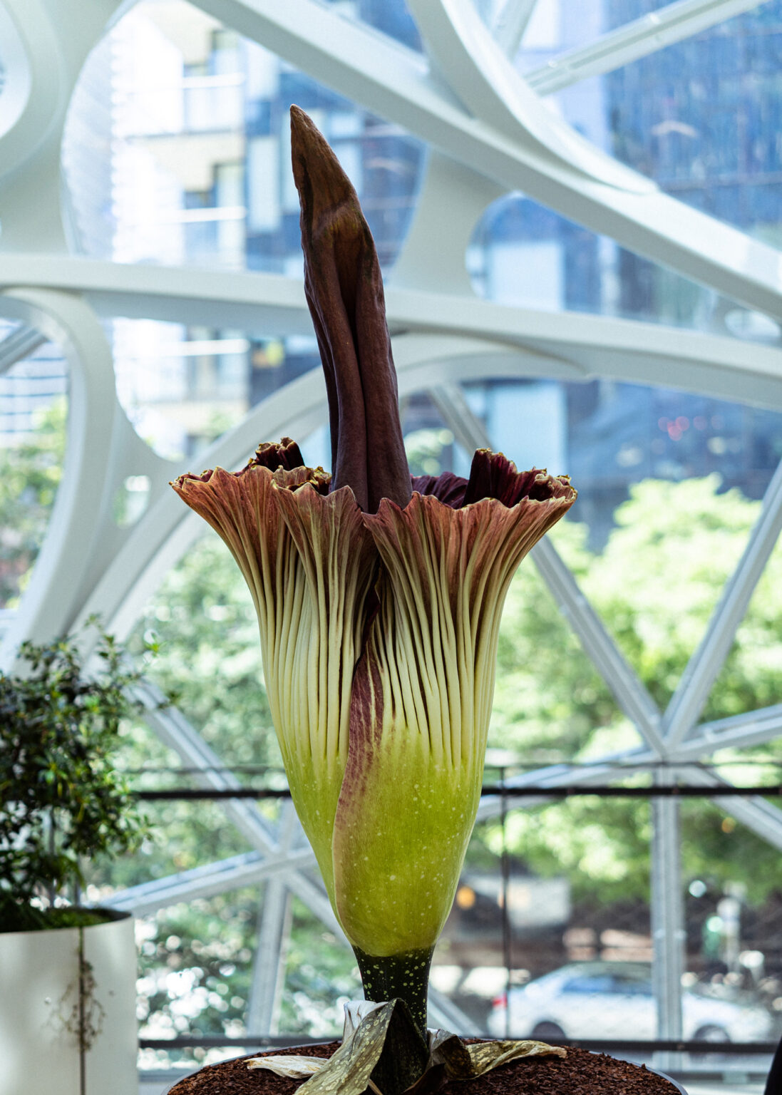 Photographing the World's Biggest (and Smelliest) Flower with the SIGMA