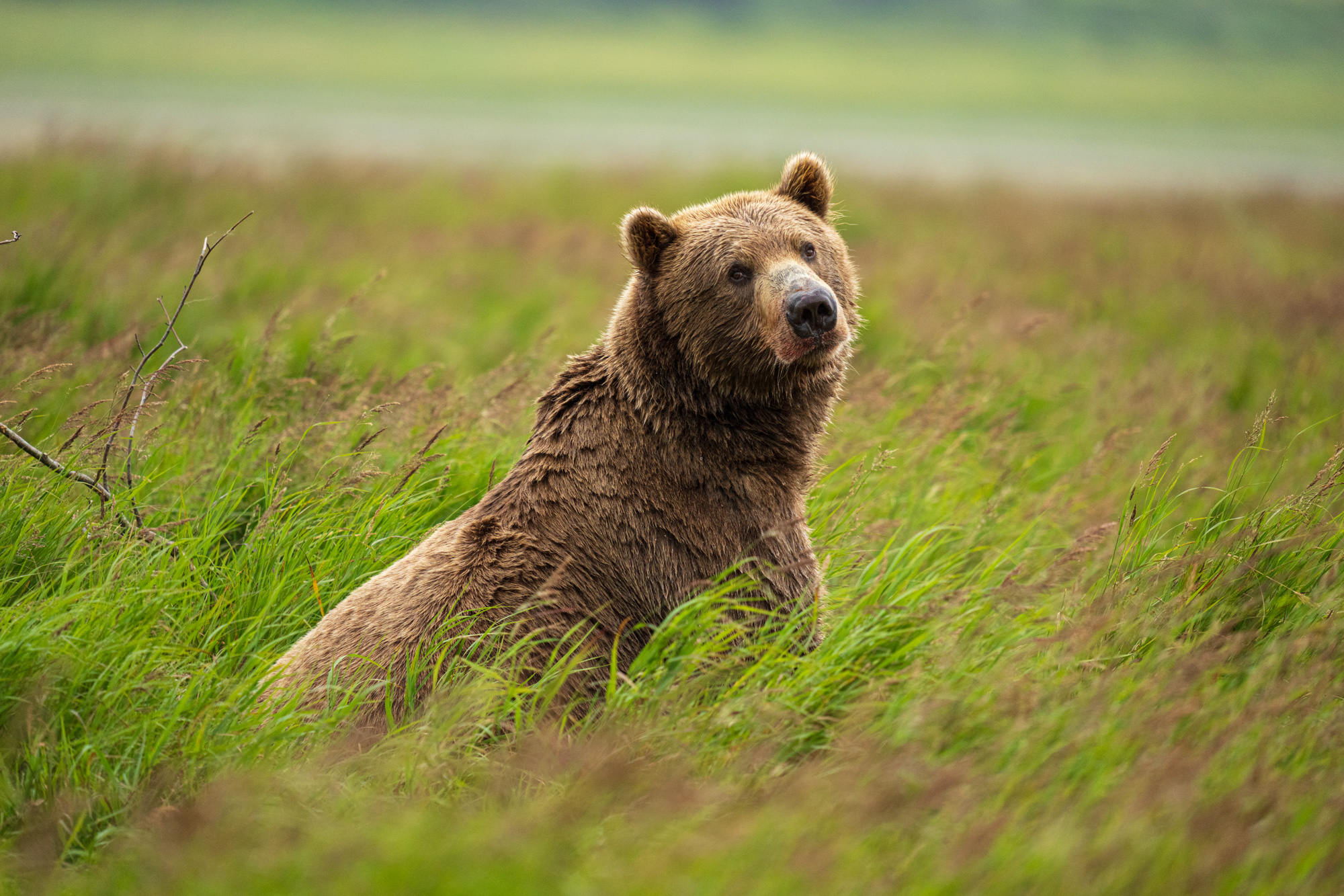 Brown Bear Photography in Alaska with the SIGMA 60-600mm DG DN OS