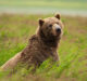 Brown Bear Photography in Alaska with the SIGMA 60-600mm DG DN OS Sports Lens