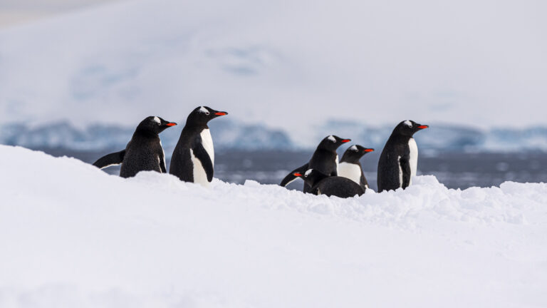 Putting My SIGMA Lenses to the Ultimate Test in Antarctica