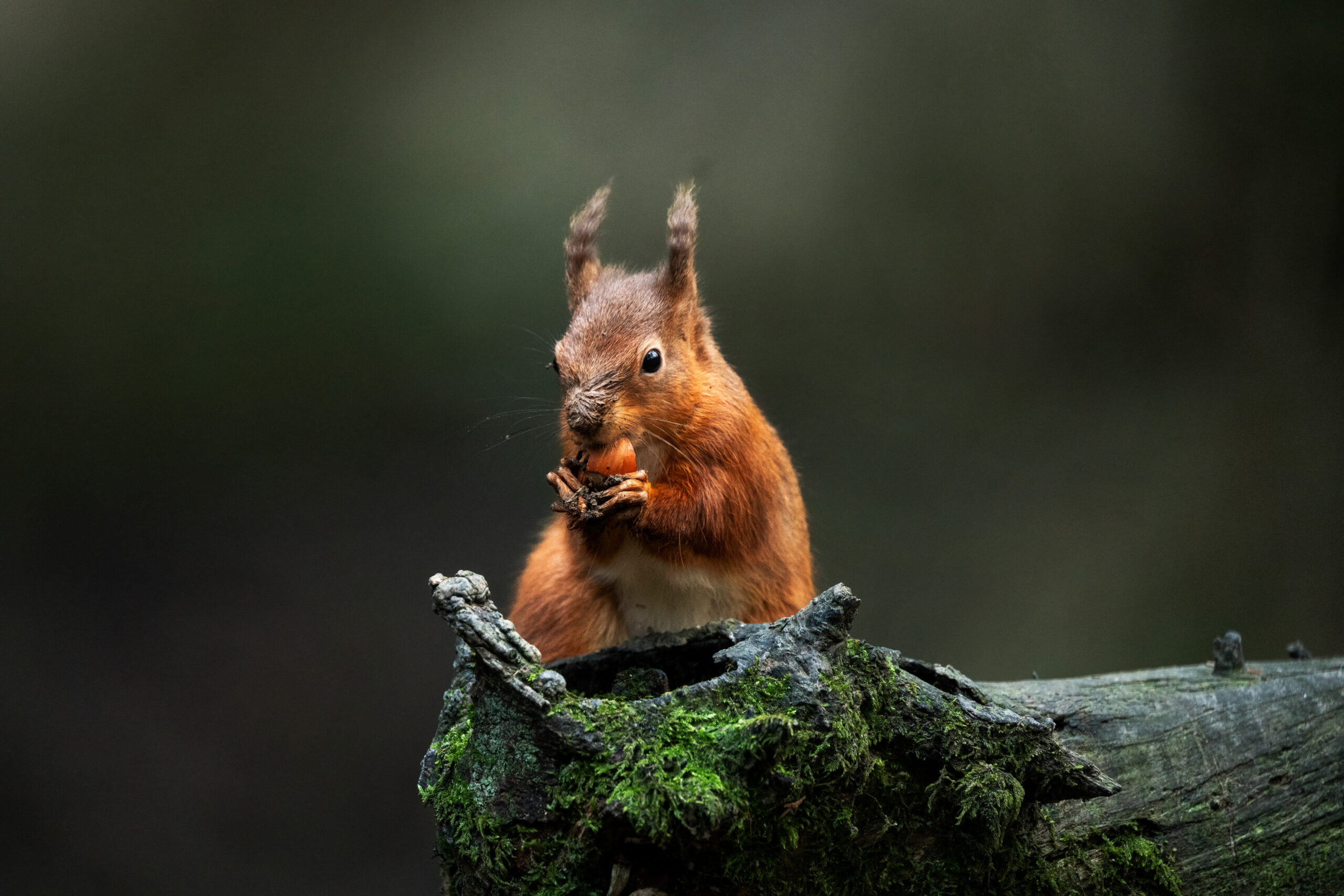 Capturing Nature’s Quiet Moments