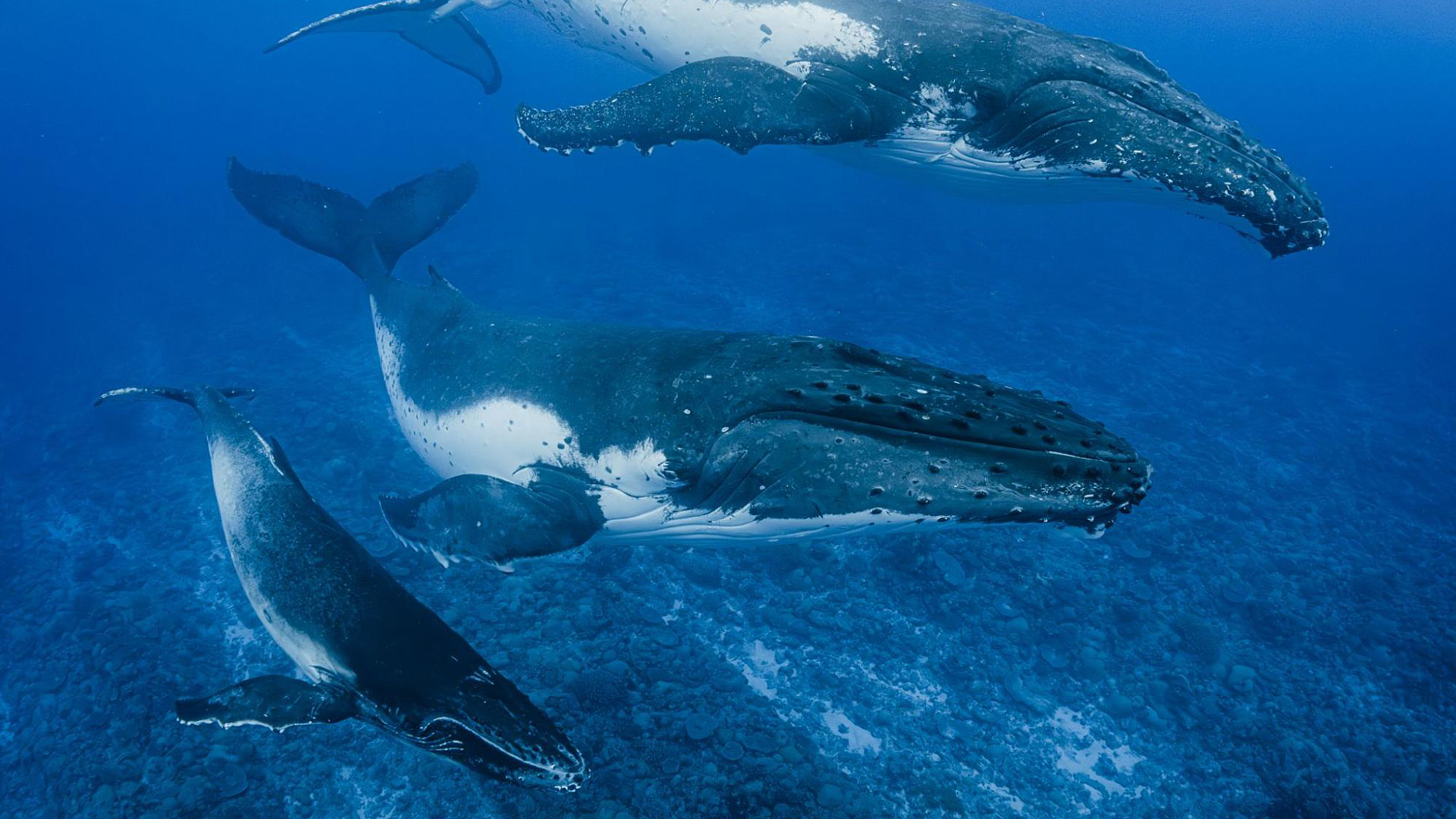 A Lens for Giants: Photographing Whales with the Sigma 15mm F1.4 DG DN Diagonal Fisheye Art