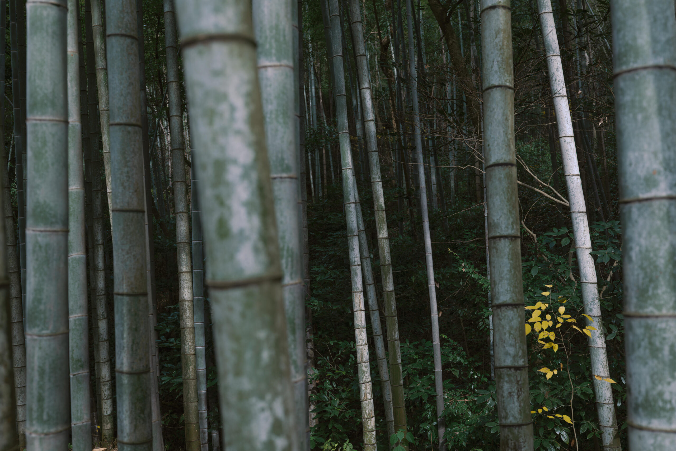 Encountering the Beauty of Intangible Cultural Heritage: Jiangnan Craftsmanship Through a 35mm Perspective